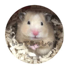 [LINEスタンプ] ！あにまるず！ 