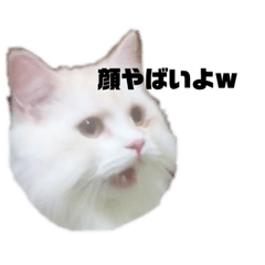 [LINEスタンプ] 愛猫♡日常スタンプ 