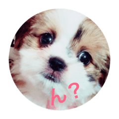 [LINEスタンプ] ふわりの気持ち 