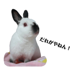[LINEスタンプ] うさ花商店 