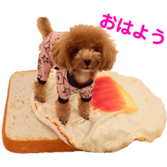 [LINEスタンプ] トイプードルのロージー・シェリ・ジェム