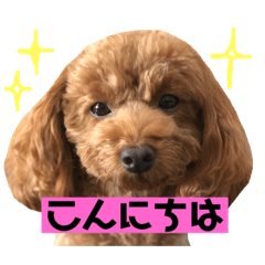 [LINEスタンプ] 面白トイプードル・モモ3