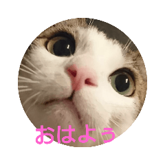[LINEスタンプ] ムニちゃん日記③ 