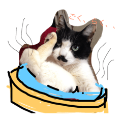 [LINEスタンプ] 猫まとまり 