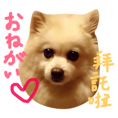 [LINEスタンプ] ポメ家族！日本語と中国語の日常会話だよ！ 