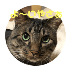 [LINEスタンプ] トトの播州弁。 