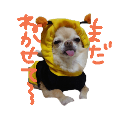 [LINEスタンプ] ちわわの日常 fetchpriority=high