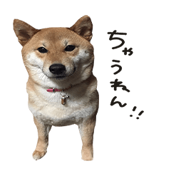 [LINEスタンプ] 柴犬麦 