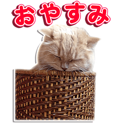 [LINEスタンプ] スコティッシュフォールドのロイ君