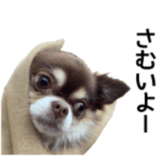 [LINEスタンプ] ワンコのちょび 
