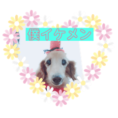 [LINEスタンプ] ダックスフンド ヒロ╰(*´︶`*)╯♡ 