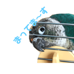 [LINEスタンプ] ウロコインコのスタンプ 