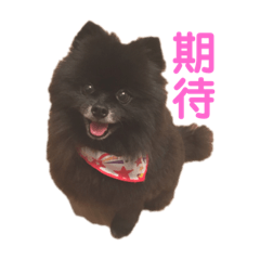 [LINEスタンプ] 黒ぽめだけどスタンプになりたい