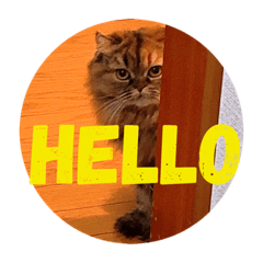 [LINEスタンプ] ドンノブボム⑤