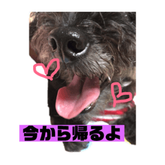 [LINEスタンプ] 黒犬わんこ2❤ 