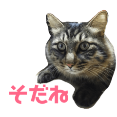 [LINEスタンプ] いなかねこ てぃーさんの いちにち① 