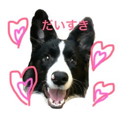[LINEスタンプ] ボーダーコリーのジュノ 
