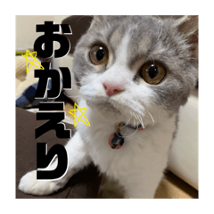 [LINEスタンプ] セルカのうめち 