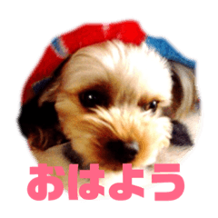 [LINEスタンプ] 陽気なヨ–キ–ハウル君 