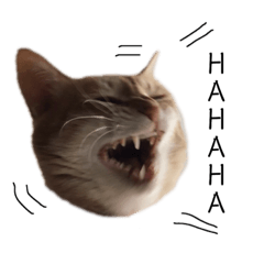 [LINEスタンプ] キャッツとアニー 