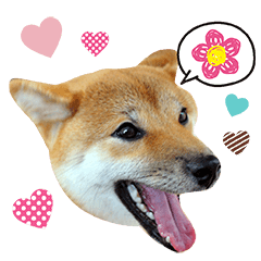 [LINEスタンプ] 柴犬 ぼたん 