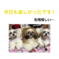 [LINEスタンプ] うちの仔スタンプ(犬)2 