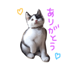 [LINEスタンプ] イオメロチャンฅ^•ﻌ•^ฅ