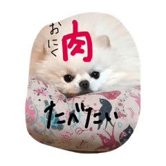 [LINEスタンプ] 日本語の日常会話！わんちゃん達が可愛い