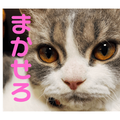 [LINEスタンプ] うめちスタンプ2019 fetchpriority=high