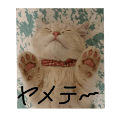 [LINEスタンプ] ミヌエット