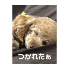 [LINEスタンプ] トイプードルモナのあいさつスタンプ 