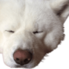 [LINEスタンプ] 秋田犬シリウス2