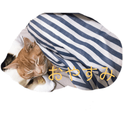 [LINEスタンプ] エイミーと愉快な仲間たち 