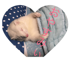[LINEスタンプ] 可愛いフェレット♡ 