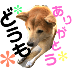 [LINEスタンプ] 犬の大吉スタンプ