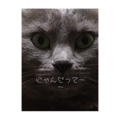 [LINEスタンプ] マサムネコ 