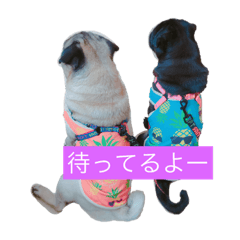 [LINEスタンプ] Pug ジン太とゲン太の日常3