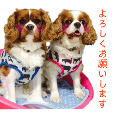 [LINEスタンプ] 王子とまう(キャバリア)のスタンプ 