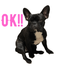 [LINEスタンプ] French bulldog＊2 