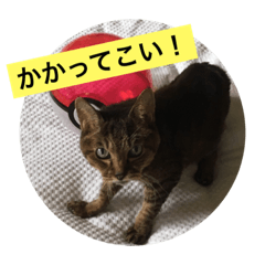 [LINEスタンプ] にゃー＆虎太朗 