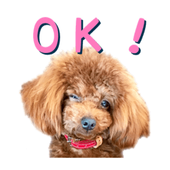 [LINEスタンプ] トイプーアンディ3
