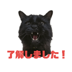 [LINEスタンプ] 黒猫ツァオツァオ 