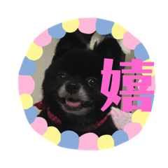 [LINEスタンプ] 黒ポメショコラ 