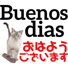 [LINEスタンプ] 猫のラッキーと学ぶスペイン語講座ver.1の画像（メイン）