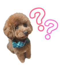 [LINEスタンプ] トイプ〜Sena〜 