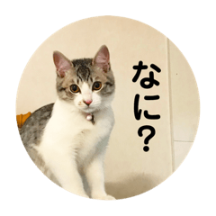 [LINEスタンプ] てんてんの日常スタンプ 