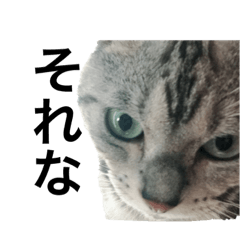 [LINEスタンプ] 目つきの悪い猫 フィガロ