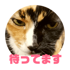 [LINEスタンプ] ねこで日常会話を 