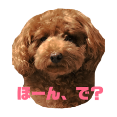 [LINEスタンプ] 面白トイプードル・モモ 