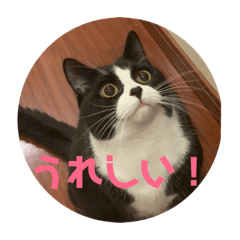 [LINEスタンプ] はなくろ ハチワレ金ちゃんパワー